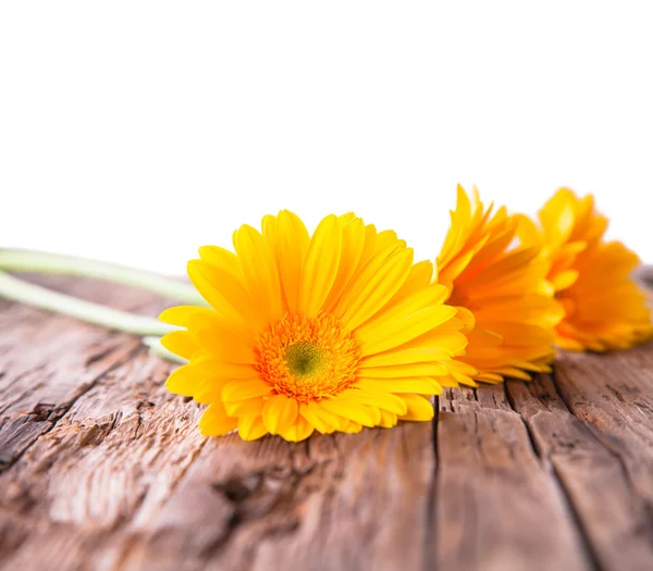 Gul gerbera — Stockfoto