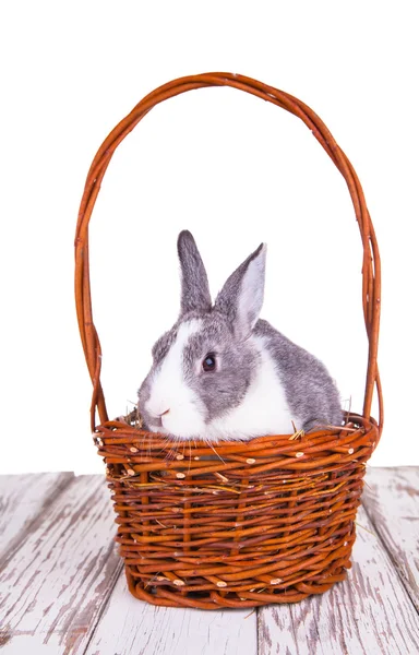 Easter rabbit — Stock Photo, Image