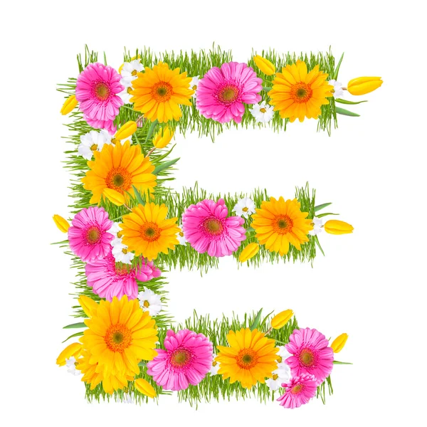 Gerbera-Alphabet — Stockfoto