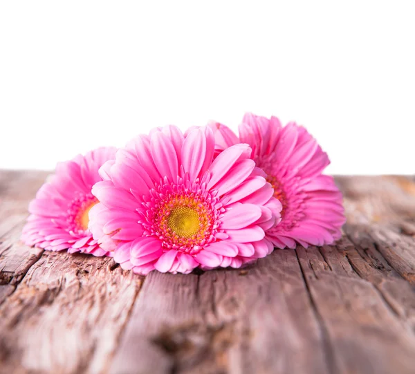 Gerbera rosa — Fotografia de Stock