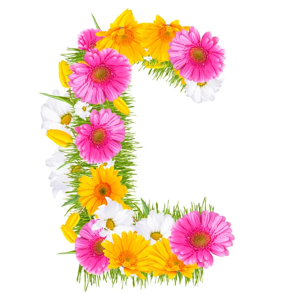 Gerbera-Alphabet — Stockfoto