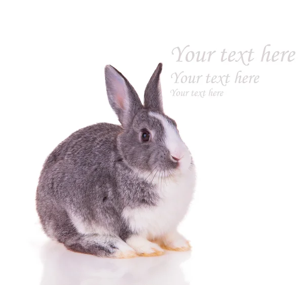 Easter rabbit — Stock Photo, Image