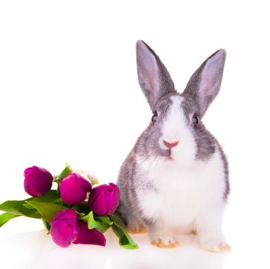 Paskalya tavşanı, kavram