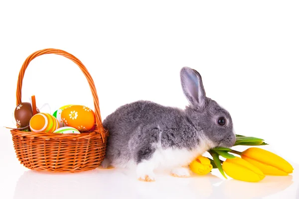 Conejo de Pascua, concepto — Foto de Stock