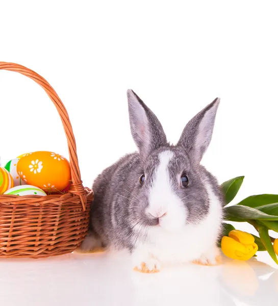 Conejo de Pascua, concepto — Foto de Stock