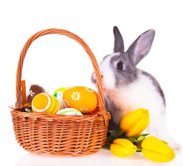 Velikonoční králík, koncept — Stock fotografie