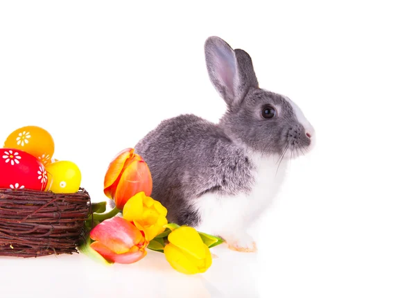 Conejo de Pascua, concepto — Foto de Stock