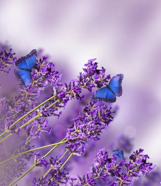 Lavanda — Fotografia de Stock