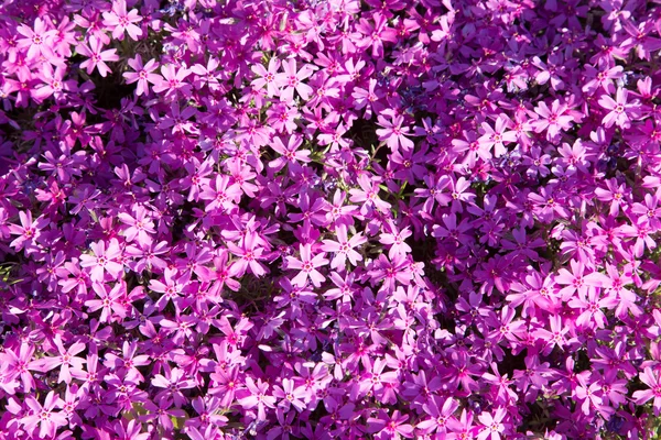 Background of violet flowers — Stock Photo, Image