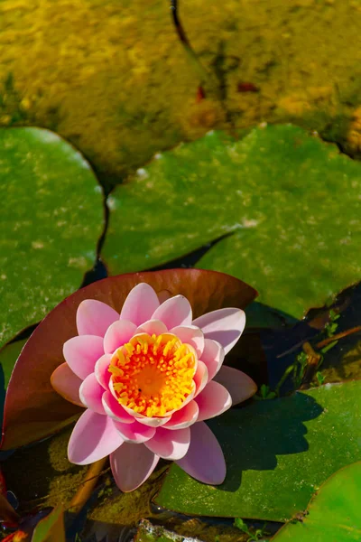 Water Lily Its Floating Leaves Out Focus Pond Vertical Image — Stock Photo, Image