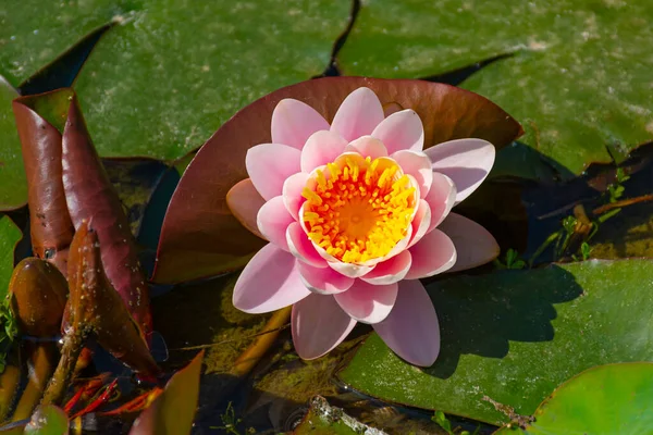 Water Lily Its Floating Leaves Out Focus Pond Horizontal Image — Stock Photo, Image