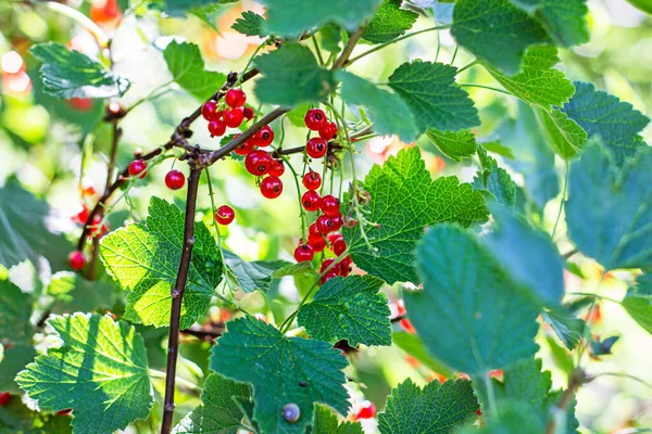 Leuchtend Rote Johannisbeeren Auf Grünen Blättern Hintergrund Garten Der Sommersaison — Stockfoto