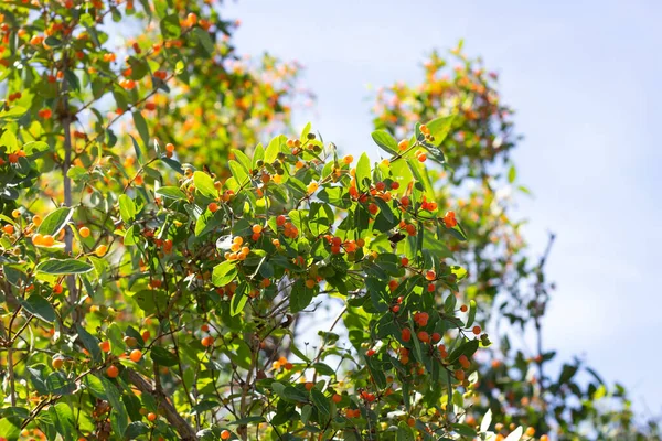 Małolistne Gałązki Wiciokrzewu Lonicera Microphylla Jagodami Pomarańczy Zielonymi Liśćmi Ogrodzie — Zdjęcie stockowe