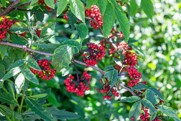 Holunder Roter Sambucus Racemosa Strauch Mit Beeren Und Grünen Blättern — Stockfoto