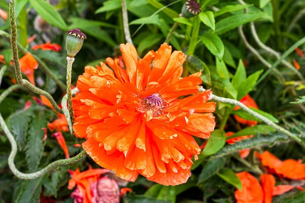 Färska Blommor Ljusa Röda Vallmo Blommor Trädgården Sommaren — Stockfoto