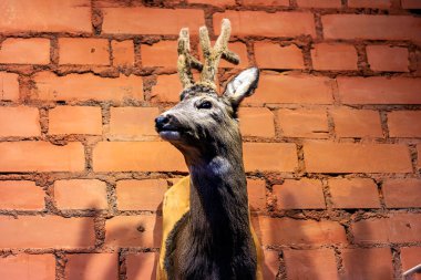 Geyik kafası, duvarın arkasında bir av ganimeti gibi duruyor..