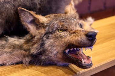 Kurt kafası ahşap arka planda bir av ganimeti..
