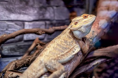 Ağaç dalında kök sakallı ejderha ya da Agama kertenkele sürüngeni..