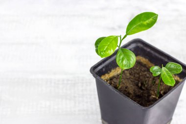 Taze yeşil Fortunella margarita (Citrus reticulata) ev bitkileri siyah çiçek saksısına küçük fidanlar ve fotokopi alanı..