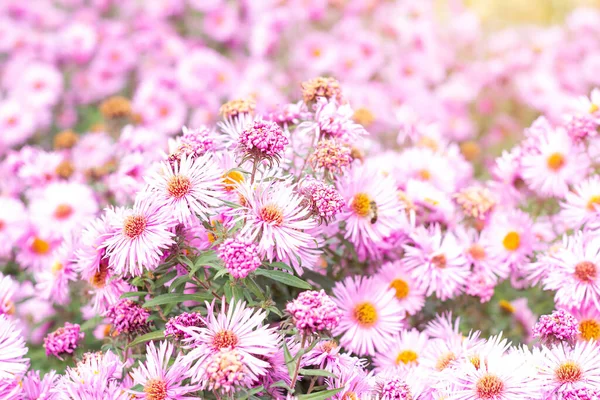 Fresh Bright Pink Purple Aster Flower Garden Green Grass Background — Stock Photo, Image