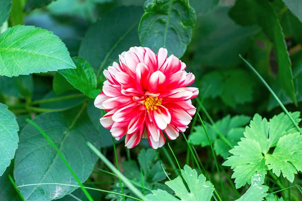 Färsk Röd Och Vit Dahlia Blomma Huvud Trädgården Gröna Blad — Stockfoto