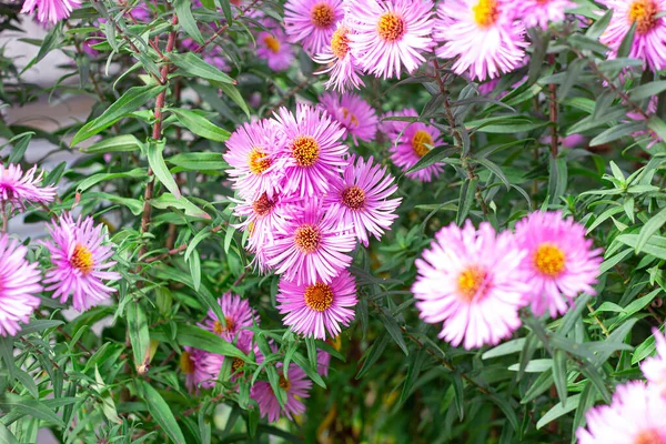 夏と秋の緑の芝生の背景に庭の新鮮な明るいピンクと紫の花 — ストック写真