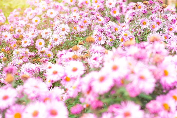 ชมพ สดใสและส Aster ดอกไม ในสวนบนพ นหล งหญ ยวในฤด อนและฤด ใบไม — ภาพถ่ายสต็อก