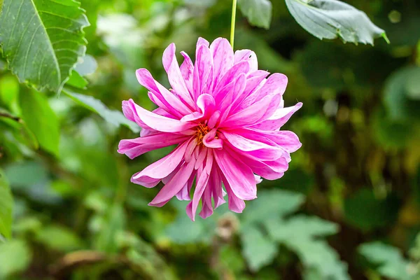 Färsk Ljus Rosa Krysantemum Blomma Trädgården Grönt Gräs Bakgrund Sommaren — Stockfoto