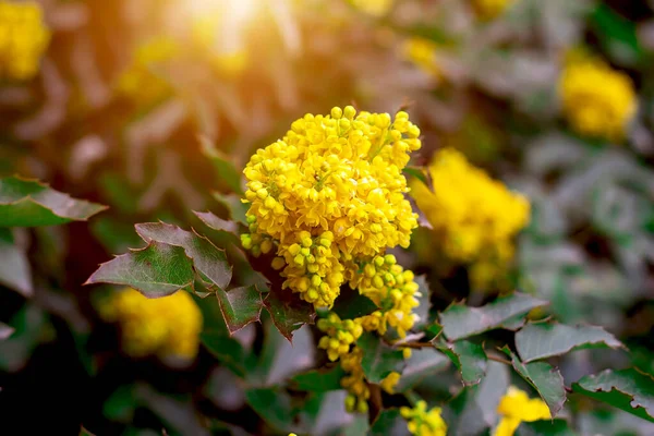 Luminoso Giallo Mahonia Aquifolium Cespuglio Fiori Sfondo Foglie Verdi Giardino — Foto Stock
