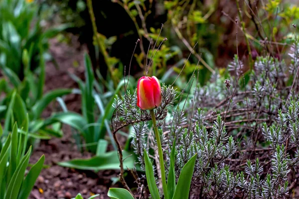 Flor Tulipán Rojo Primavera Única Sobre Fondo Hierba Verde — Foto de Stock