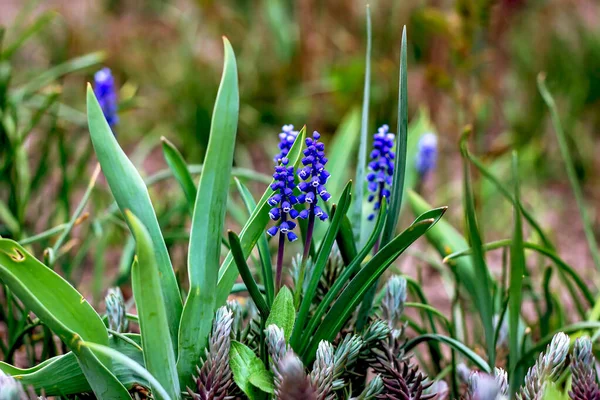 Синий Виноград Гиацинт Muscari Armeniacum Цветы Цветут Весной Саду Крупным — стоковое фото