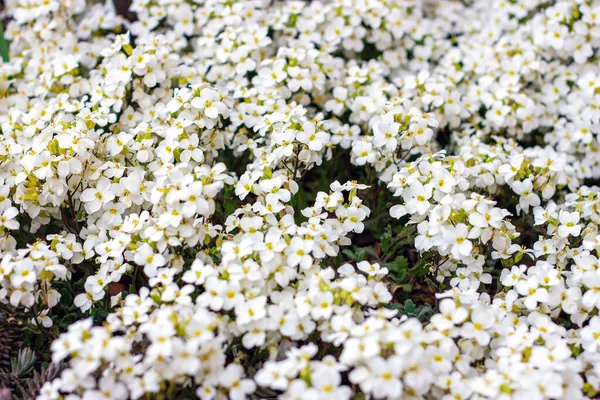 Fresco Bianco Arabis Caucasica Fiori Fiore Sfondo Foglie Verdi Giardino — Foto Stock