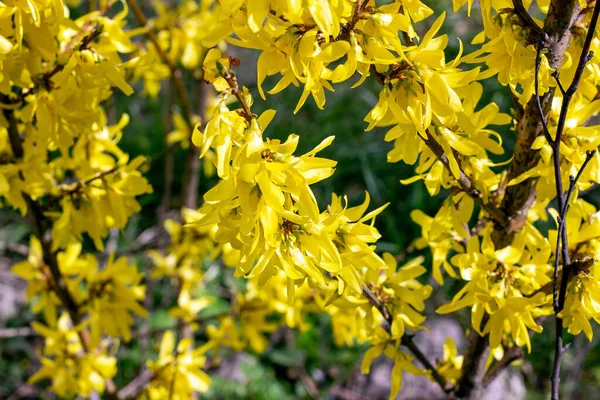 Flores Arbusto Forsythia Amarelo Brilhante Jardim Estação Primavera Fechar — Fotografia de Stock