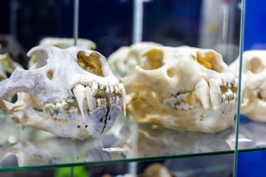 Antik tarih öncesi hayvanlar paleontoloji müzesinde baş kemikleri ile dişler.