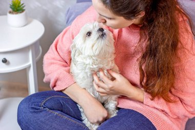 Beyaz Kafkasyalı esmer kadın kanepede oturuyor ve küçük sevimli beyaz Malta köpeğine sarılıp öpüyor. İnsanlar ve evcil hayvanları dostluk kavramı.