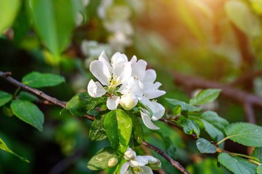 Taze beyaz elma ağacı çiçekleri baharda bahçede yeşil yaprakların üzerinde çiçek açar..