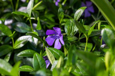 Bahar mevsiminde bahçede yeşil yapraklar üzerinde parlak mavi menekşe (Vinca major) çiçekleri kapanıyor.
