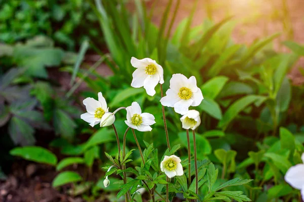 Fresh White Snowdrop Wood Anemone Anemonastrum Biarmiense Flowers Green Leaves — Stock Photo, Image