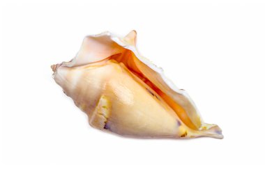 Okyanustan parlak sarı deniz kabuğunun beyaz arka planda izole edilmiş üst görüntüsü..