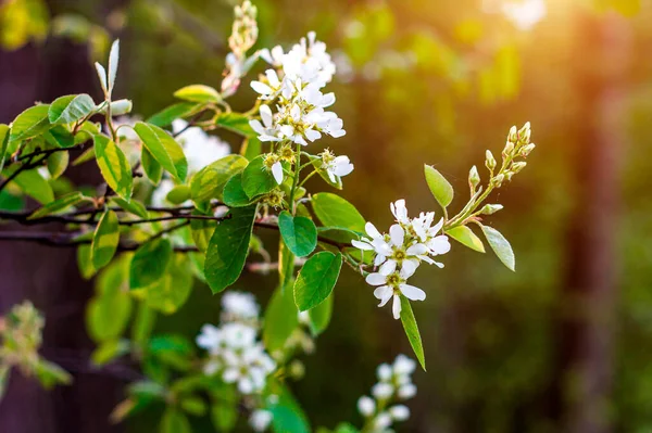 Flores Arándano Florecientes Blancas Frescas Rama Temporada Primavera Sobre Fondo — Foto de Stock