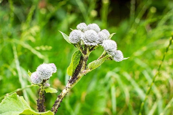 Grön Kardborre Arctium Lappa Törnbuske Happy Major Vild Växt Med — Stockfoto