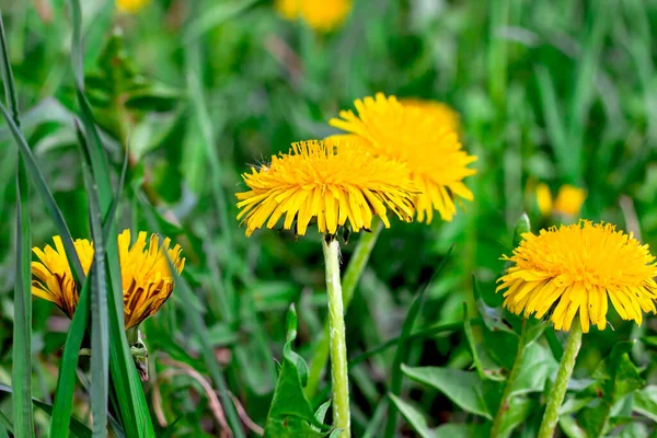 Ljust Gul Och Orange Maskros Blomma Växter Grön Fjäder Fält — Stockfoto