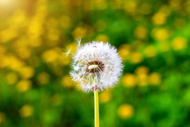 Yeşil yay tarlasında parlak, tüylü karahindiba çiçeği bitkileri.