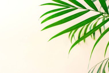 Yeşil Hamedorea palmiye dalı açık arkaplanda kopyalama alanı olan bir çerçeve olarak yapraklar.