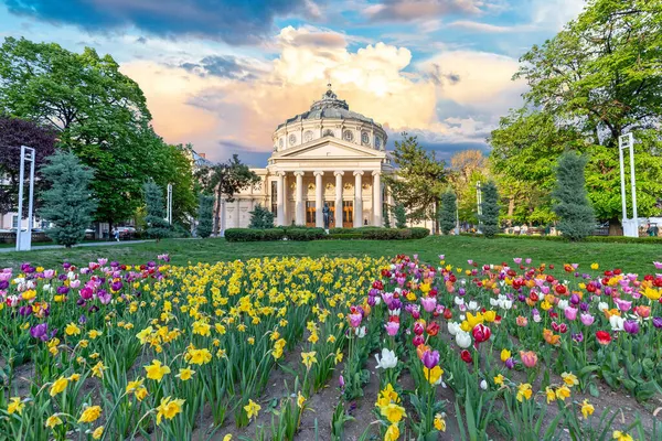 Bucharest Rumania 2019 Ateneo Rumano Atardecer Con Flores Rojas Amarillas Fotos de stock