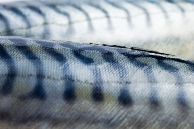 yakın iki uskumru kadar ayrıntılı