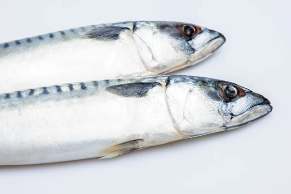 Two mackerel isolated on white — Stock Photo, Image