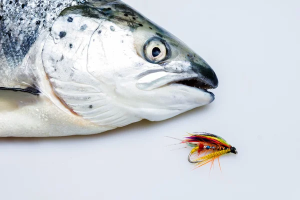 Caught salmon with fly — Stock Photo, Image