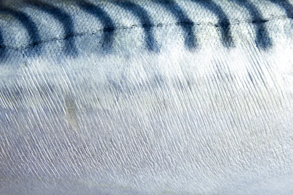 Makrill hud texturerat bakgrund — Stockfoto