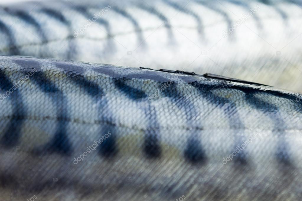 Detailed close up on two mackerel